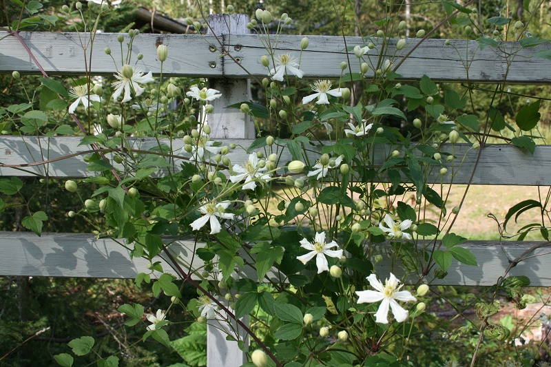 JPEGClematisSummerSnow2