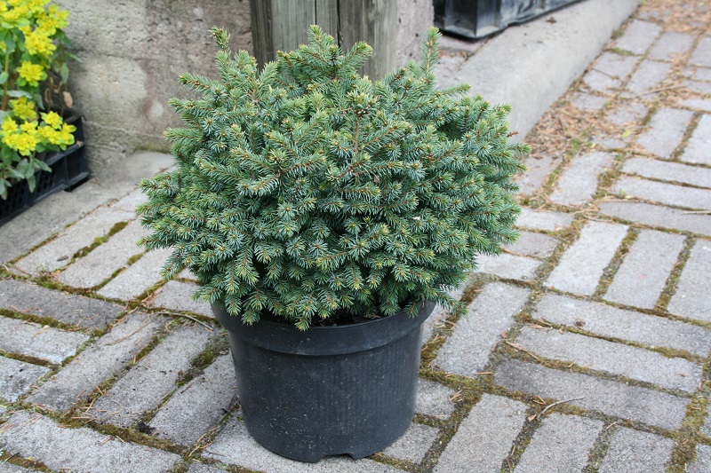 PiceaEchinoformis_JPEG