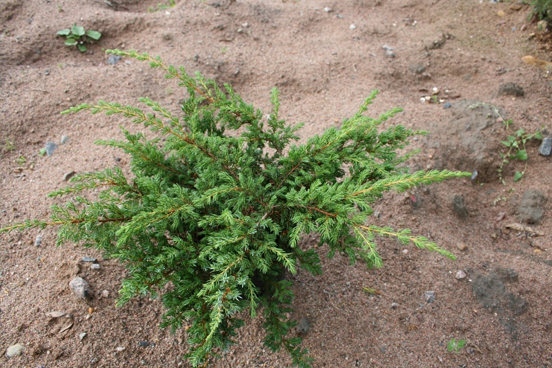 JPEGJuniperusRepanda