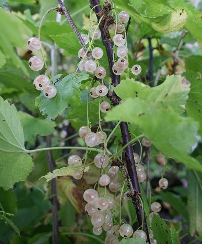 RibesValkoinenHollantilainen