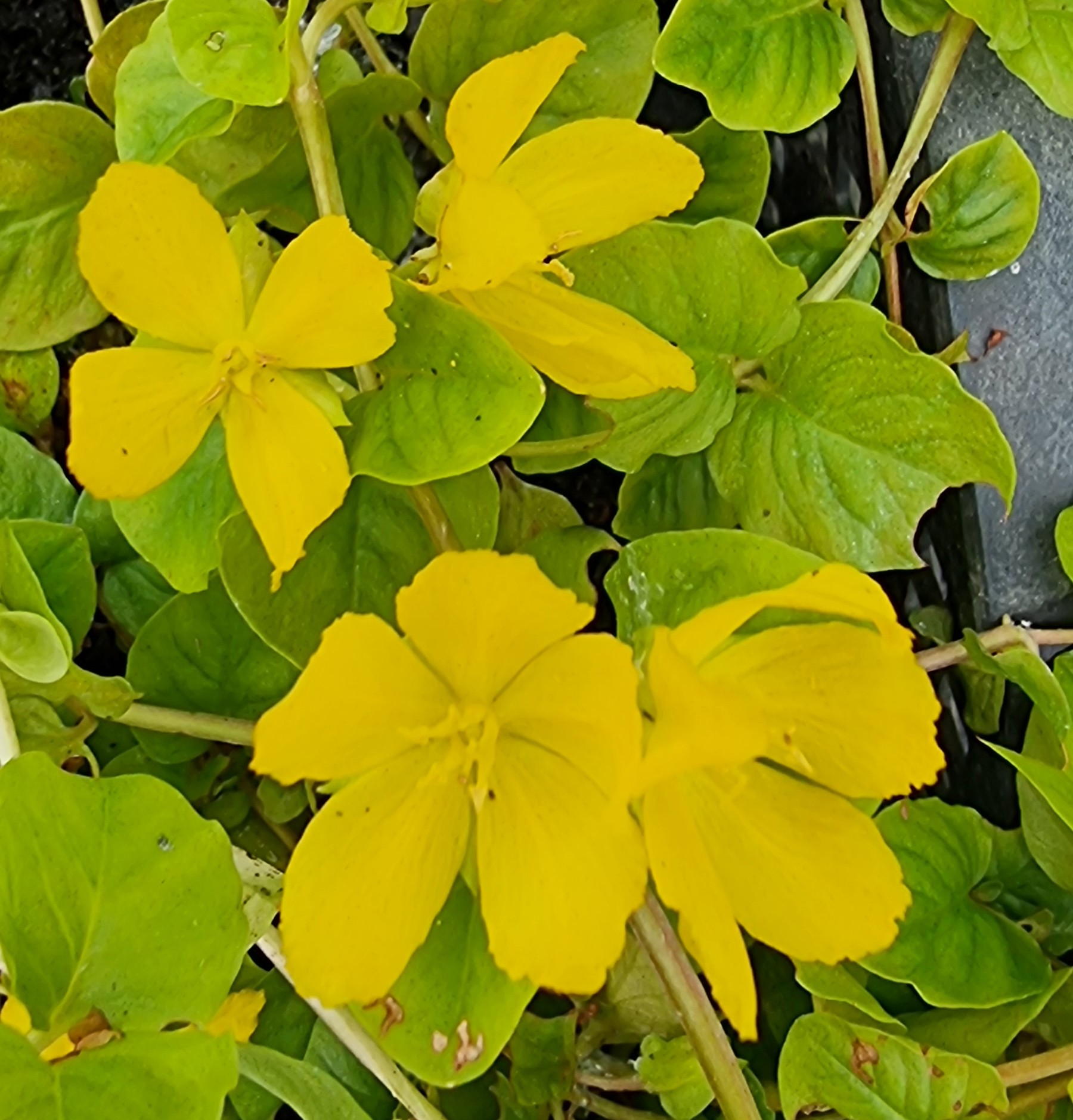 LysimachiaNummularia