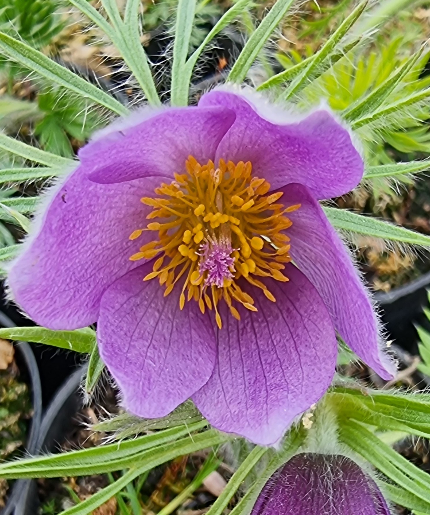 PulsatillaBlaue